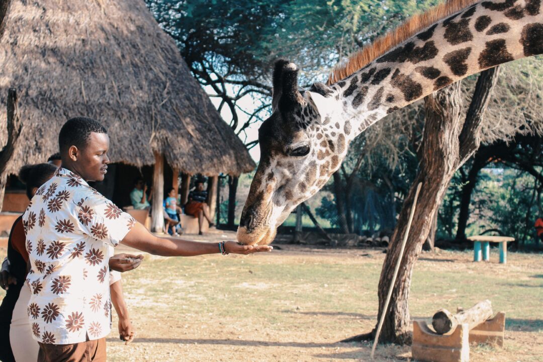 Ultimate Africa Safari Experience